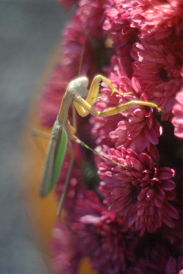 praying mantis