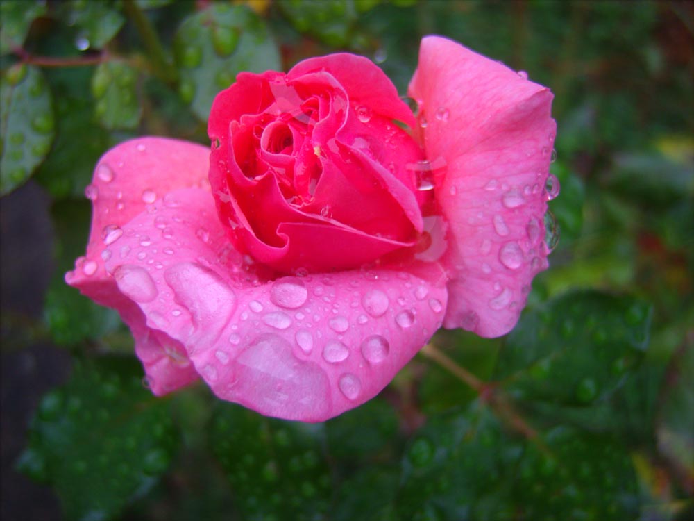 photo of rose with raindrops