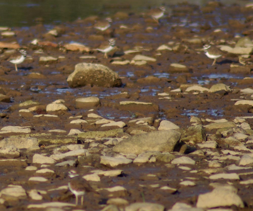 killdeer on rocks in stream