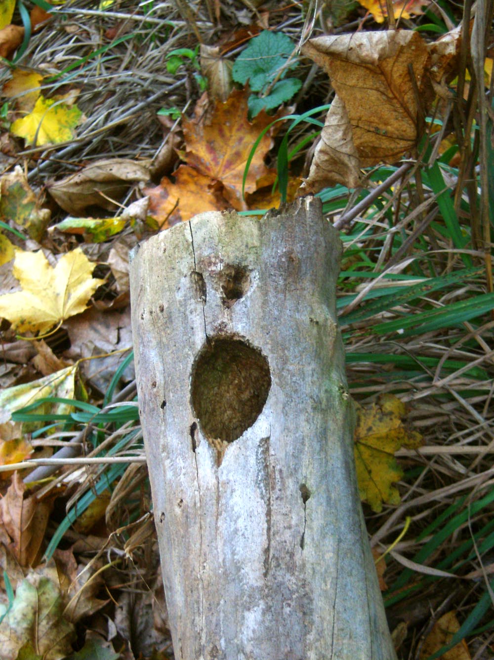 face in tree branch