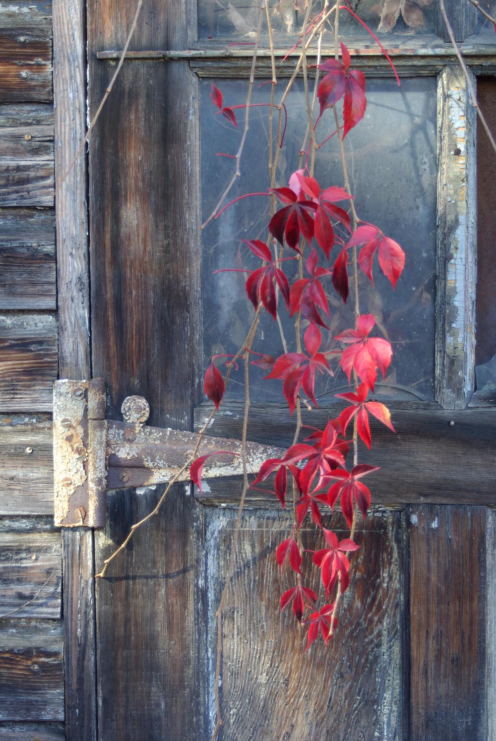 photo of red leaves in front of garage door