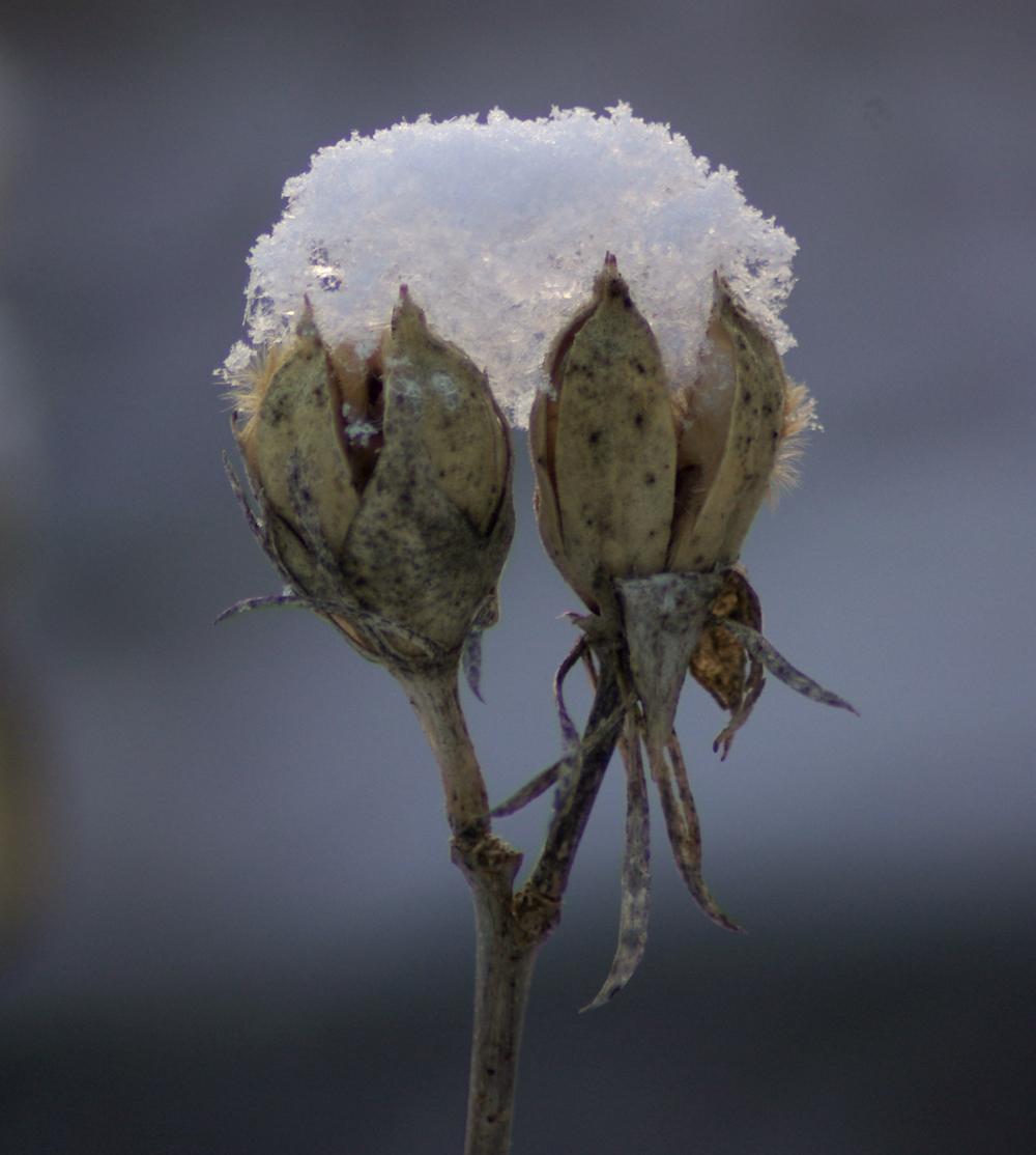snow piled on rose of sharon pods