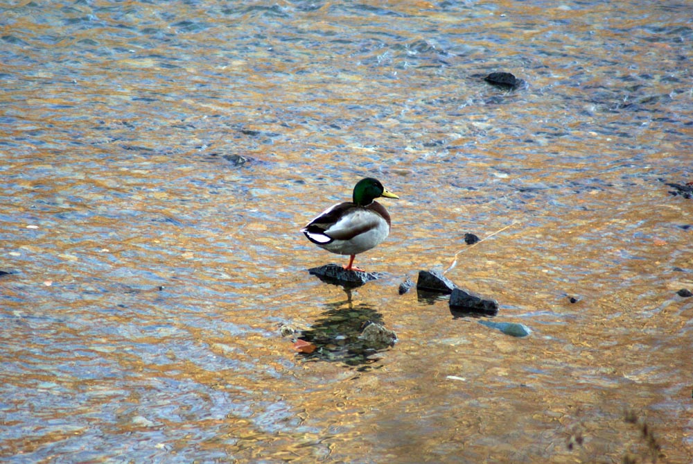 mallard duck standing on rock in water