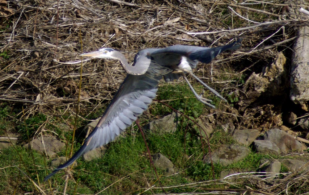 great blue heron