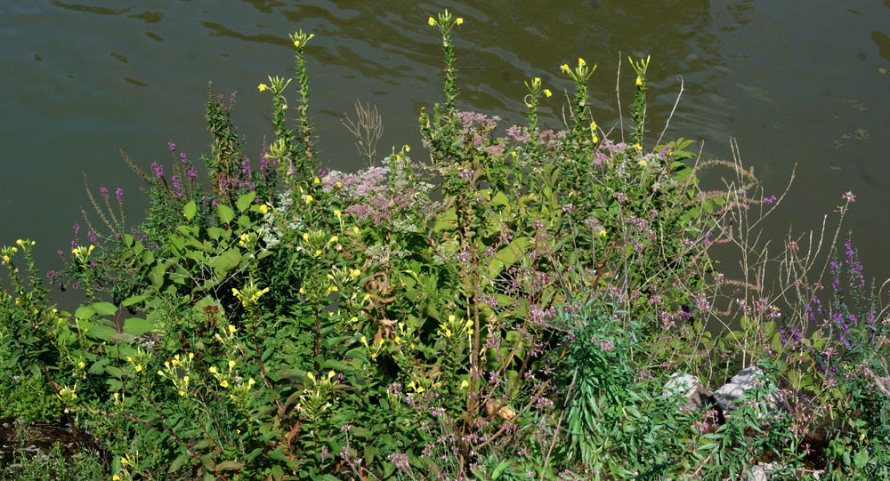 wildflowers along a creek