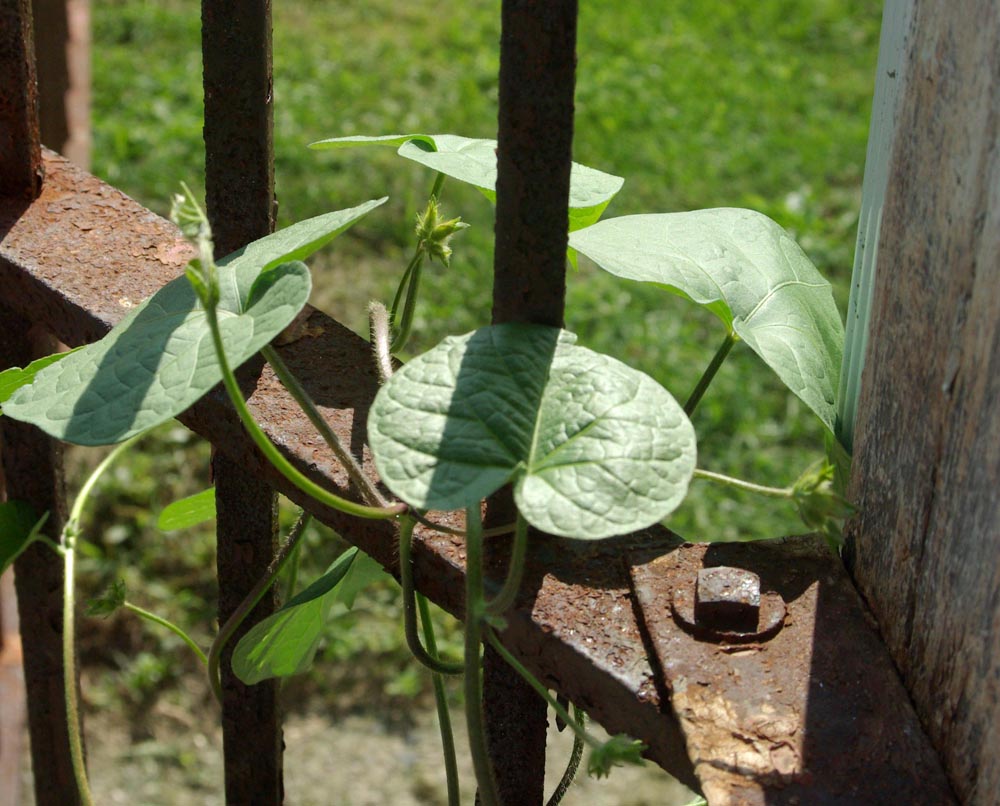 vine wrapped around fence