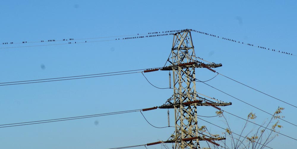 birds on electrical tower and wires