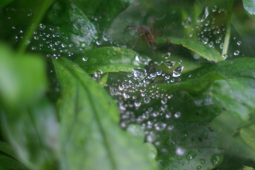 water droplets on cobweb