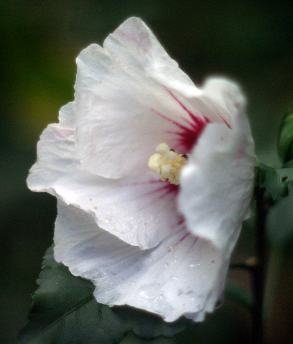 rose of sharon flower