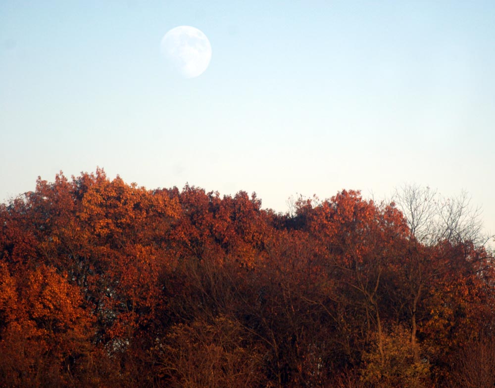 moonrise over oak trees