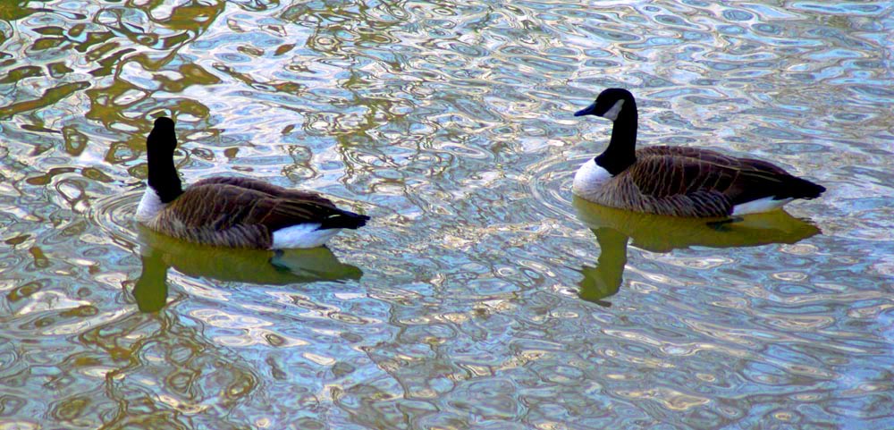 canada geese on water