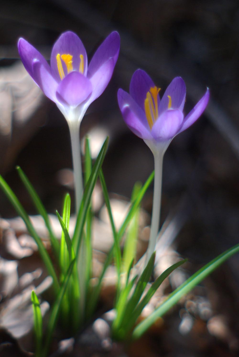 photo of crocuses