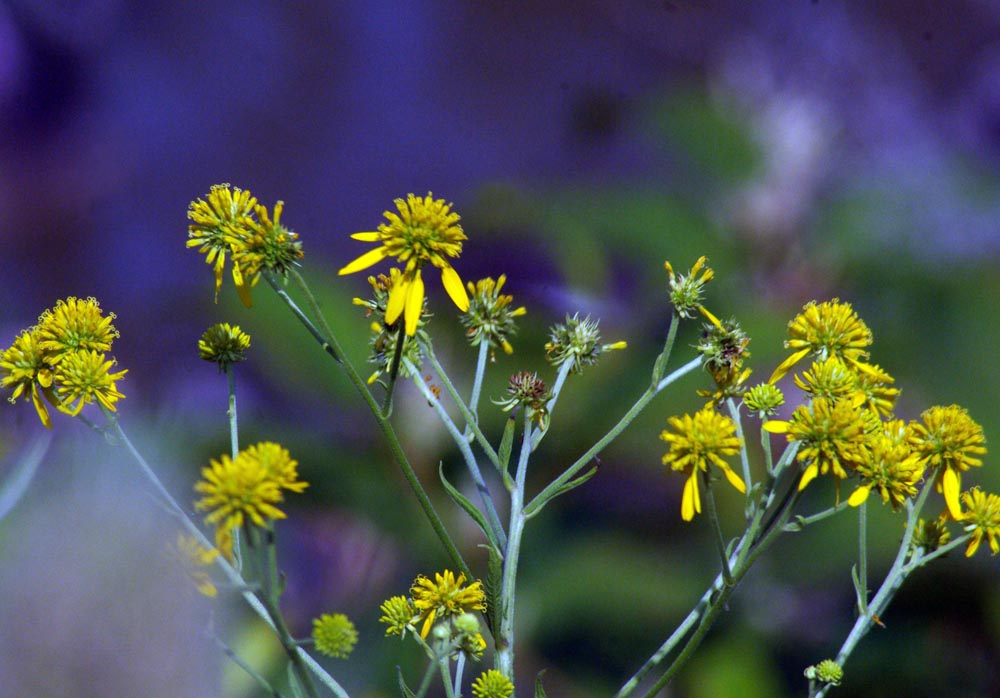 wingstem with blue background