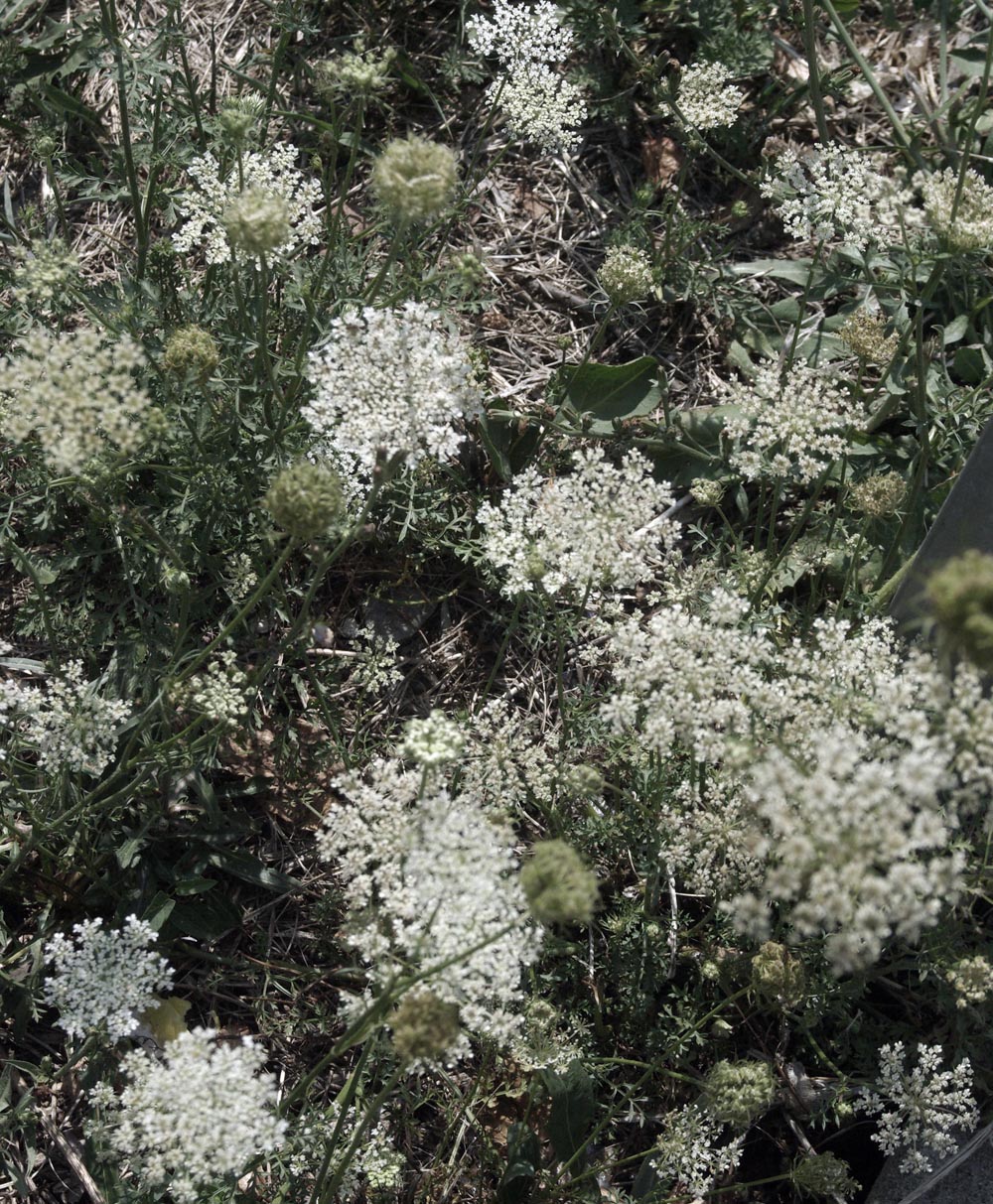 Queen Anne's Lace flowers