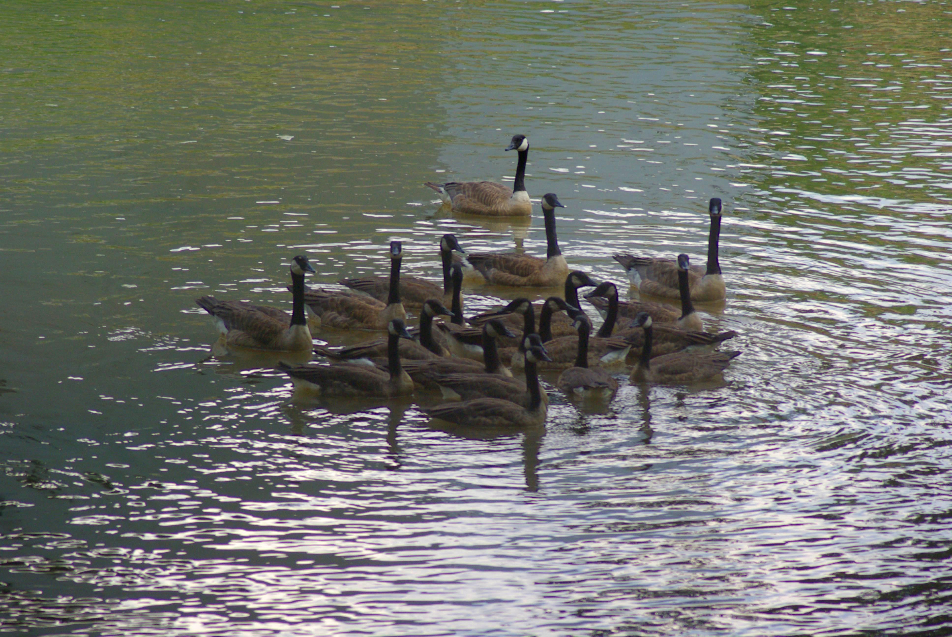 group of geese in water