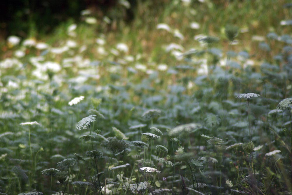 photo of a field of queen anne's lace