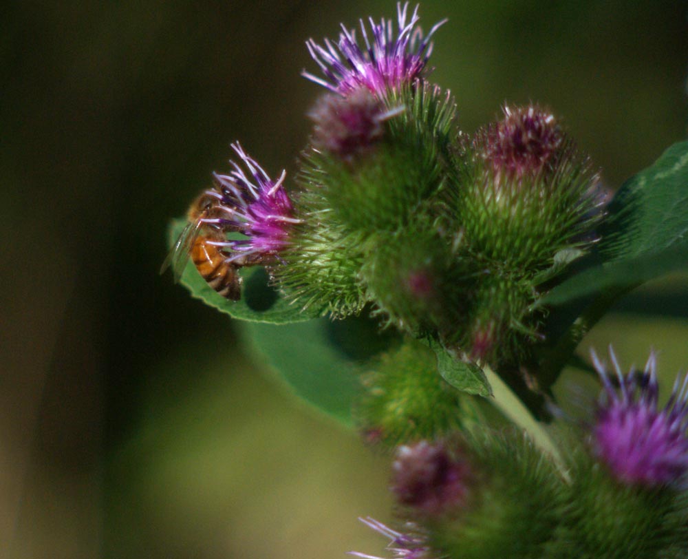 honeybee on burdock plant
