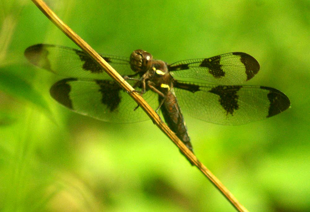 dragonfly