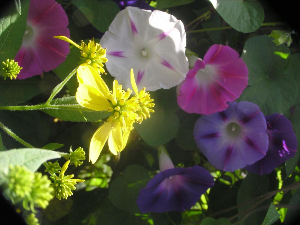 colorful flowers in a parking lot