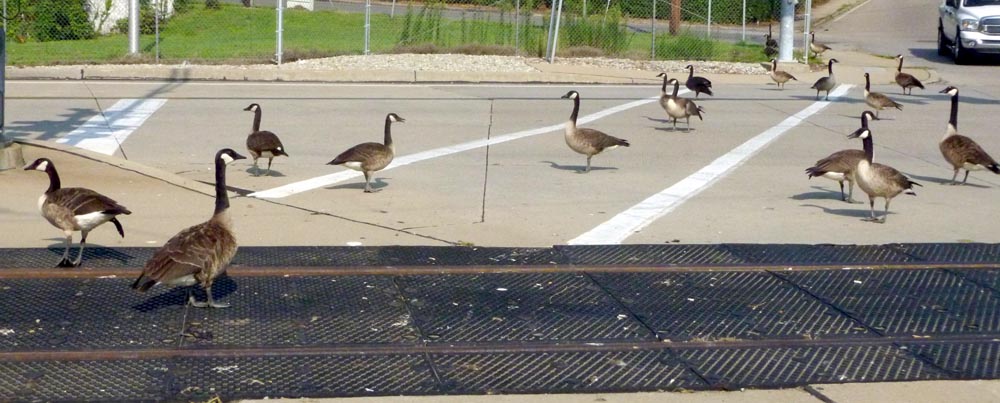 geese at intersection