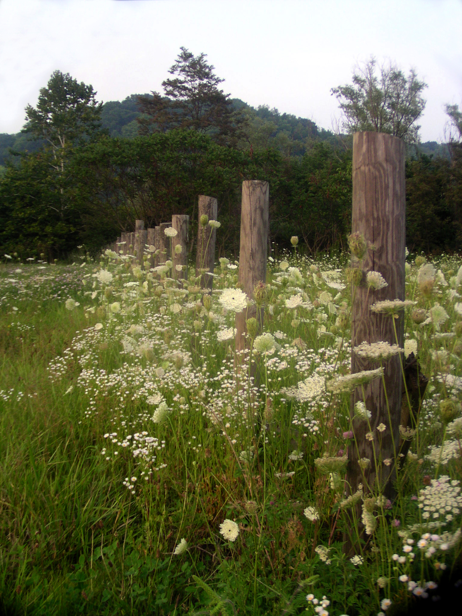 Fence with queen anne's lace