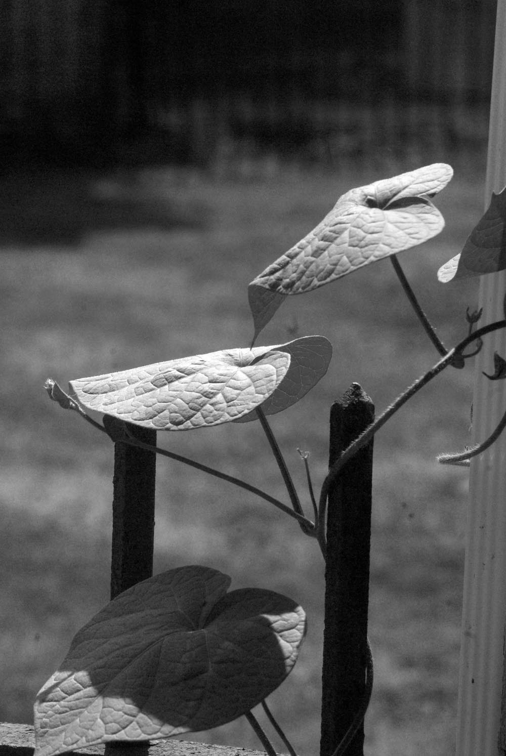 three morning glory leaves in black and white
