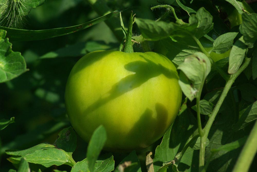 green tomato and green leaves