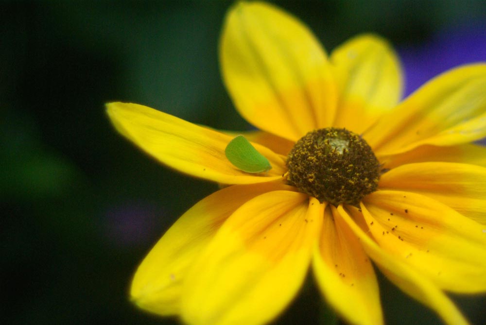 yellow flower with green insect
