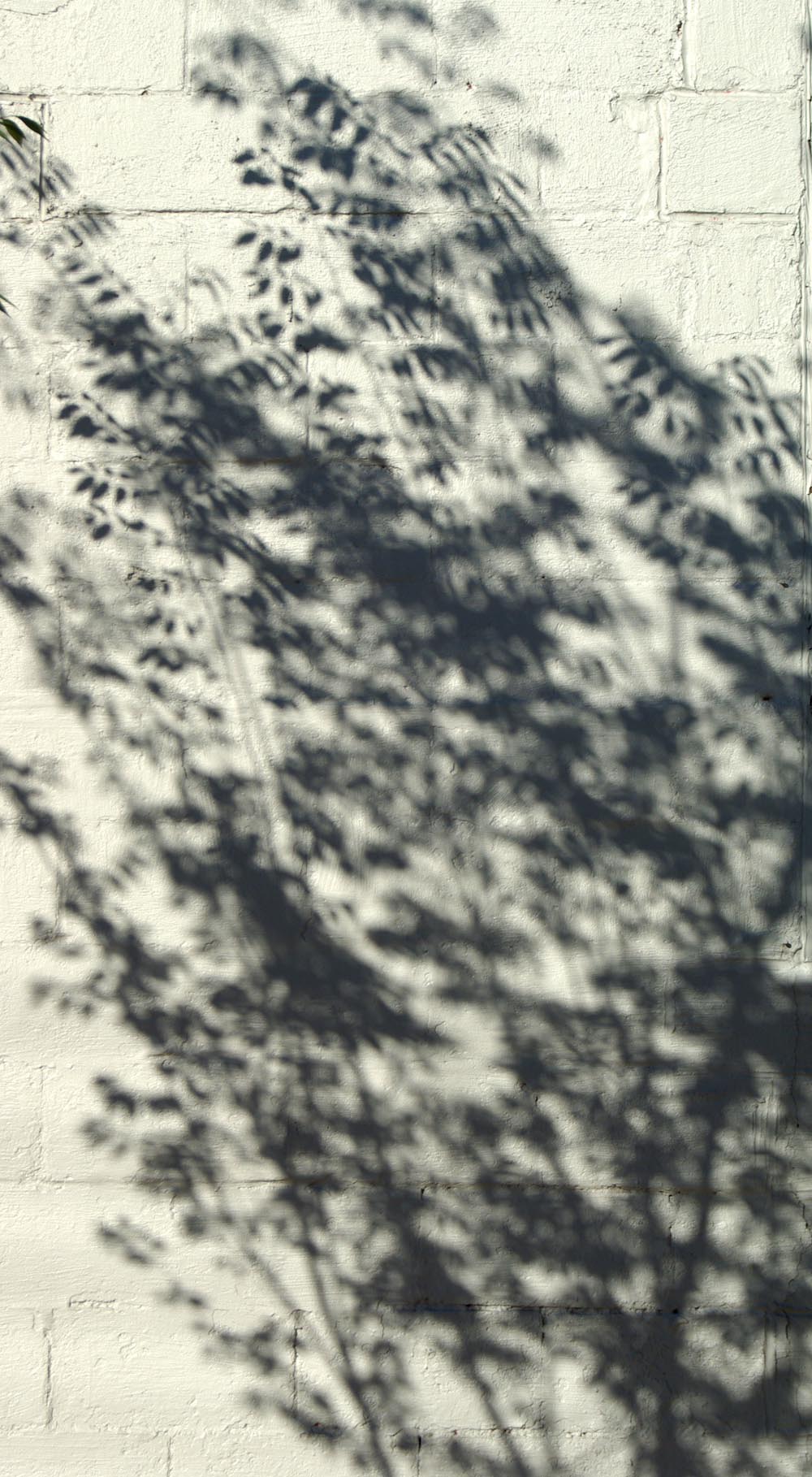shadows of tree on wall