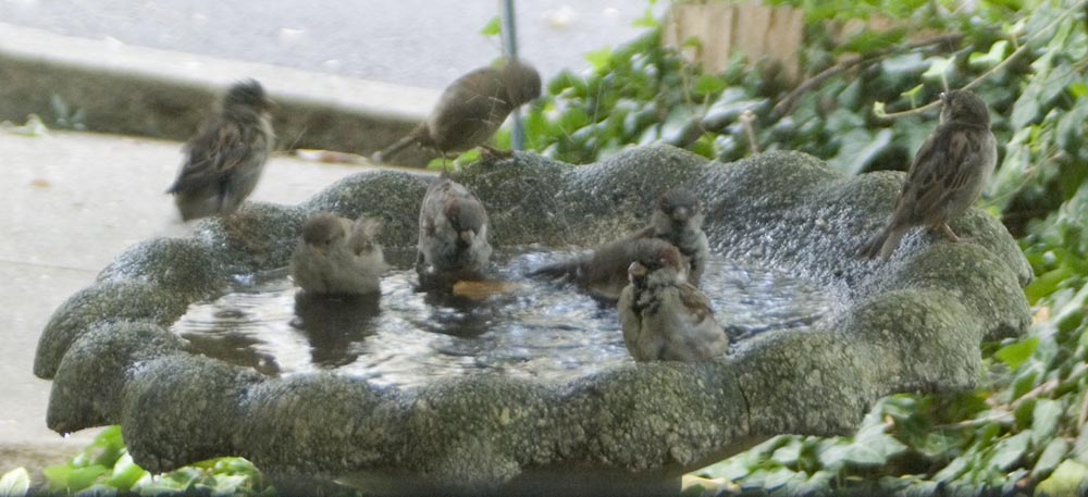 sparrows in bird bath