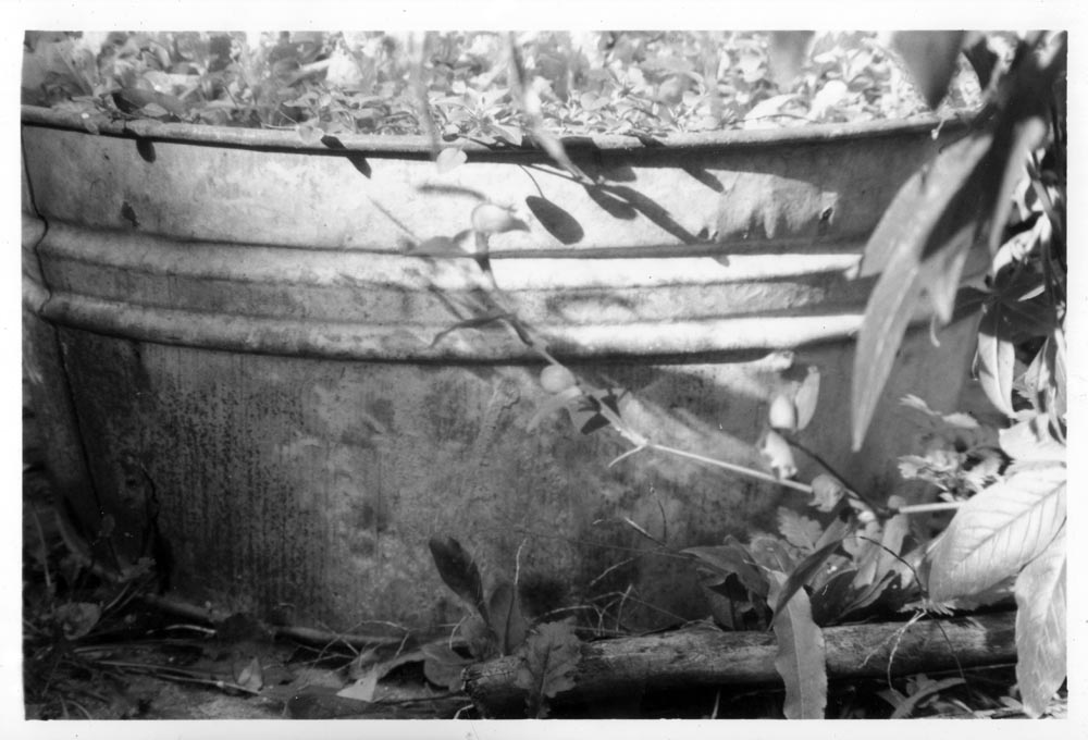 black and white photo of tub with leaves