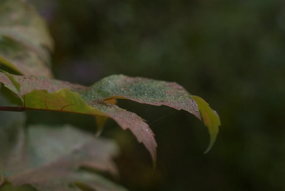 rain on colored leaf