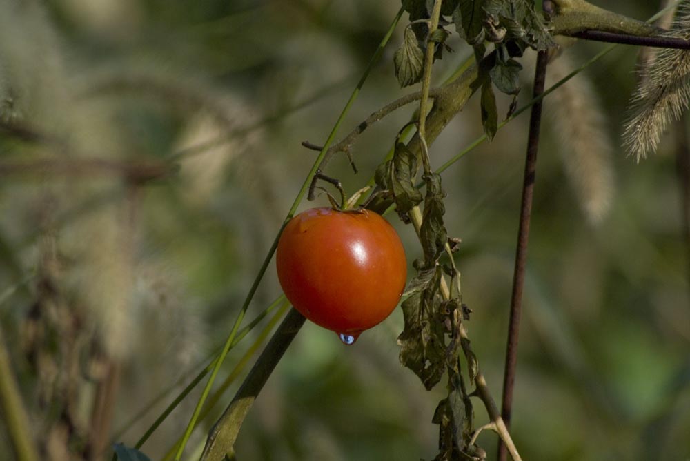 red tomato in garden