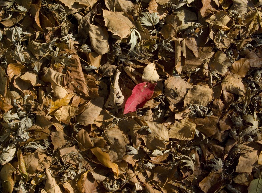 One red leaf in brown leaves