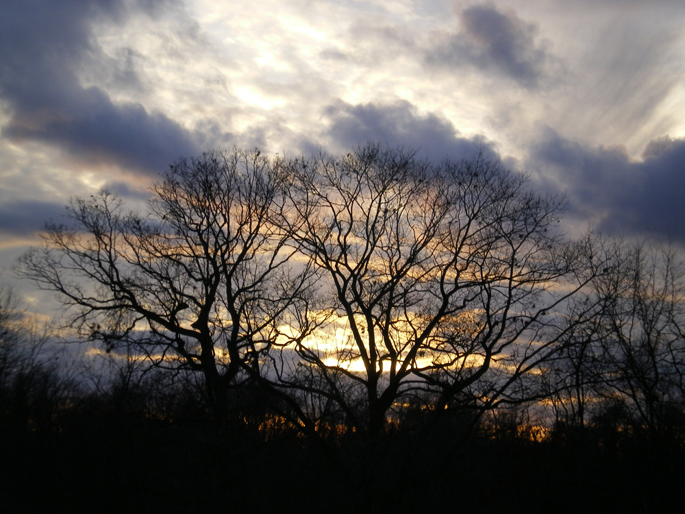 sunset with twisted trees