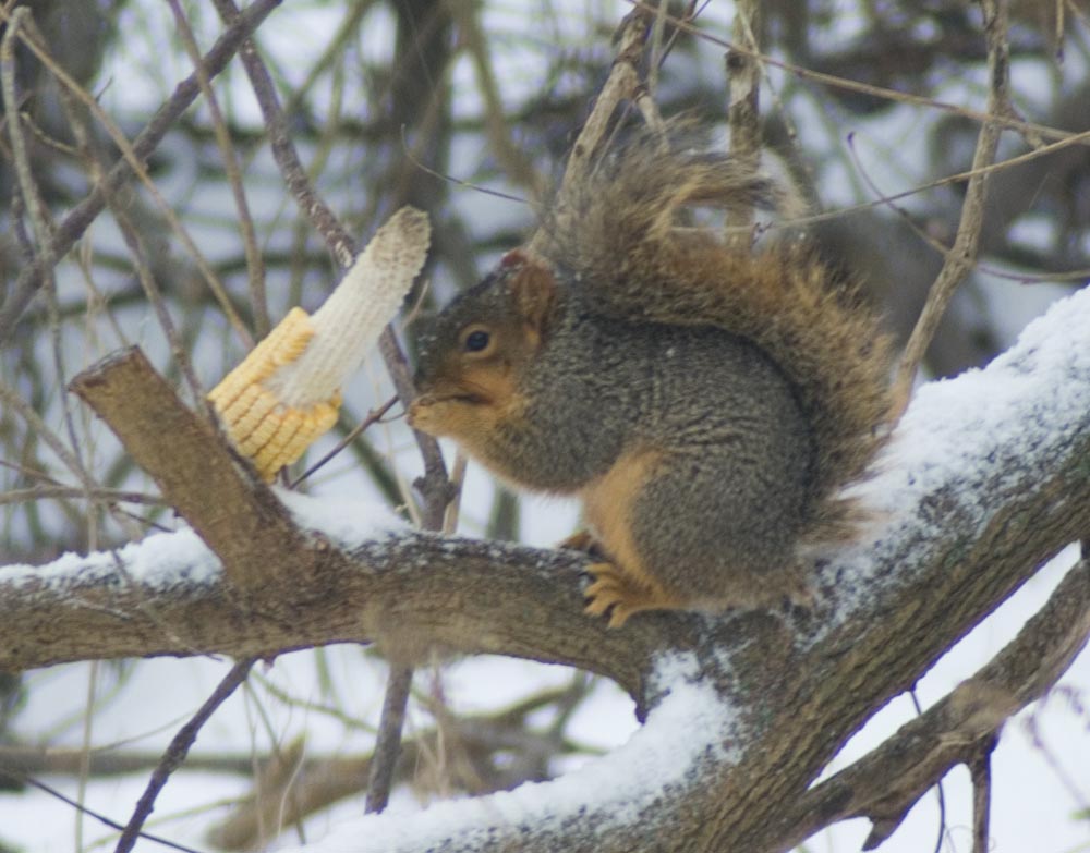 Squirrel stuffing his cheeks full.