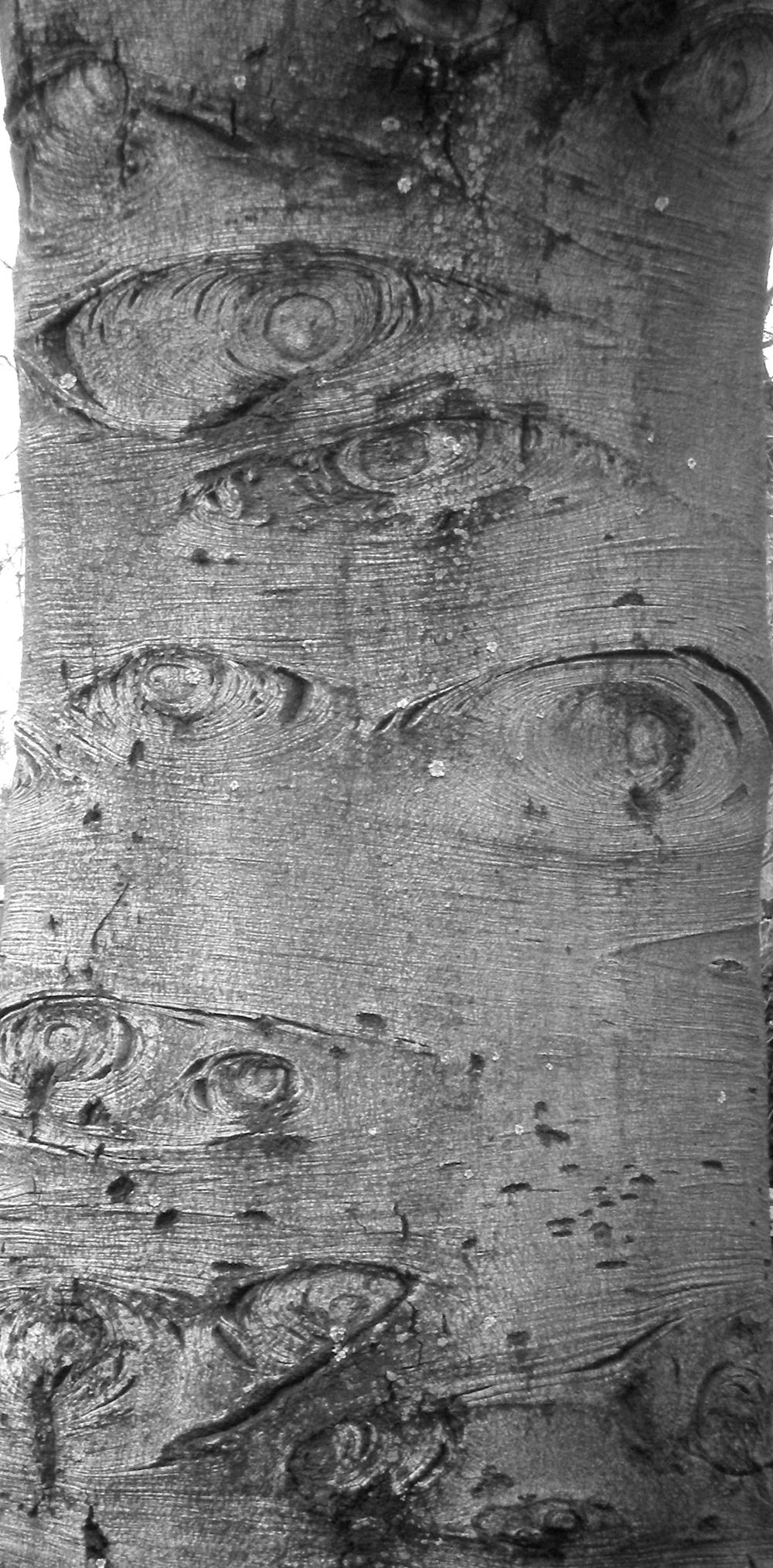 gray tree trunk with eyes