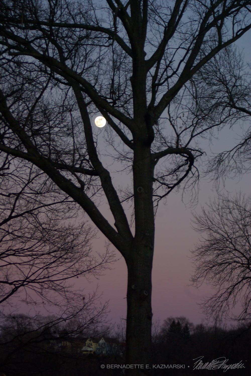 moonrise in bare tree