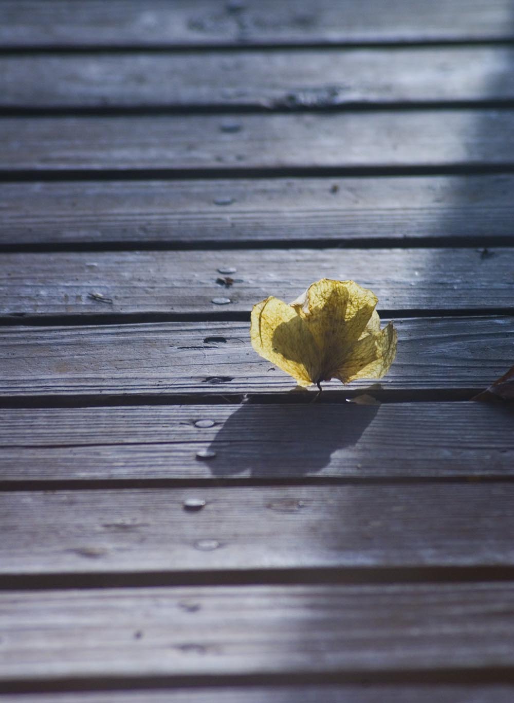 yellow leaf in blue wood