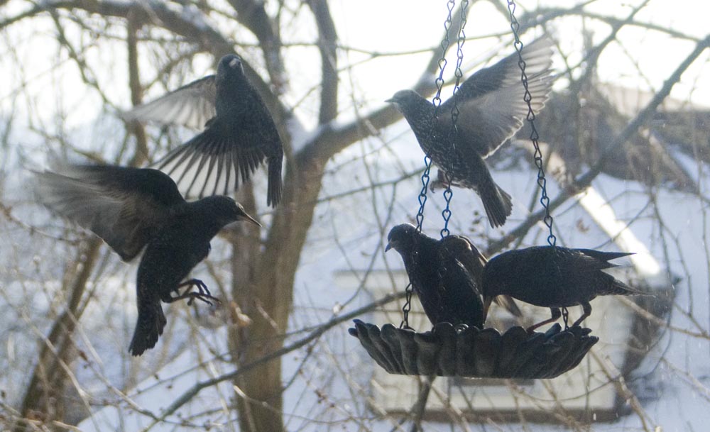 starlings