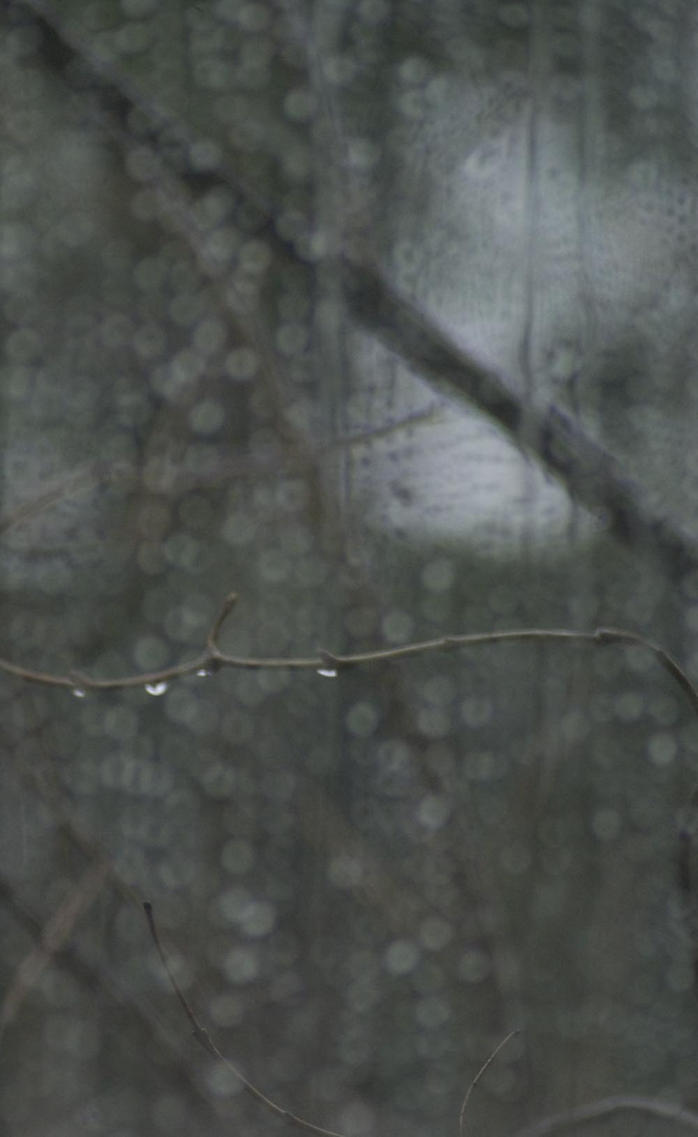 raindrops on window and twig
