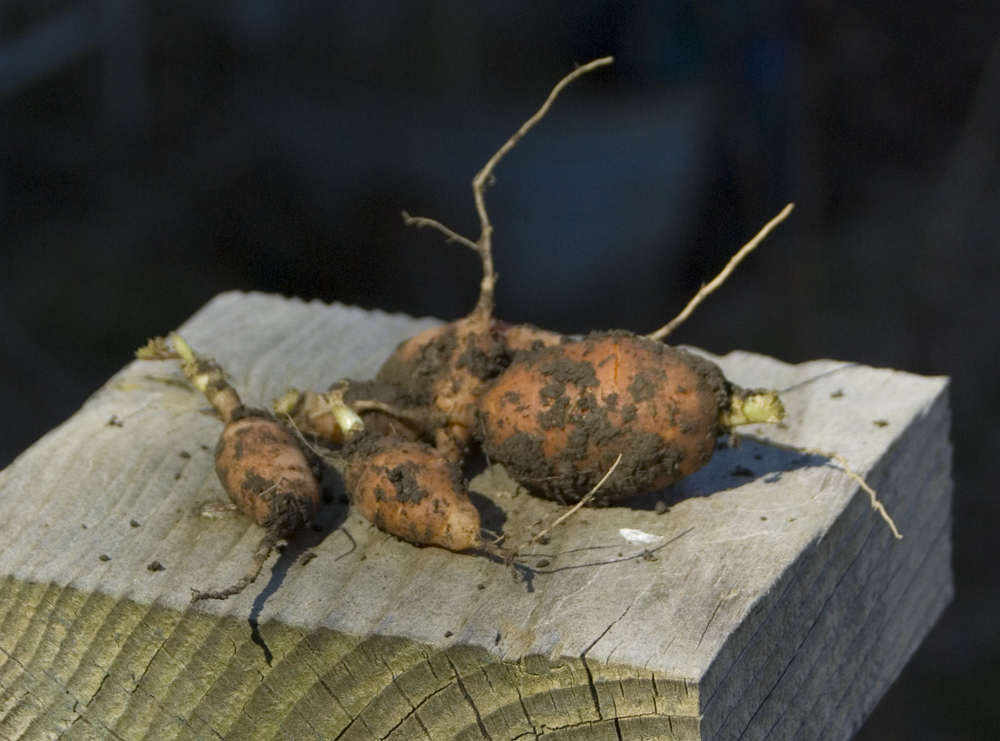 baby carrots from garden