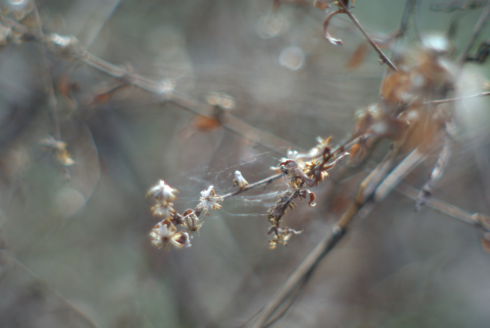 photo of dried plant with tiny spiderweb