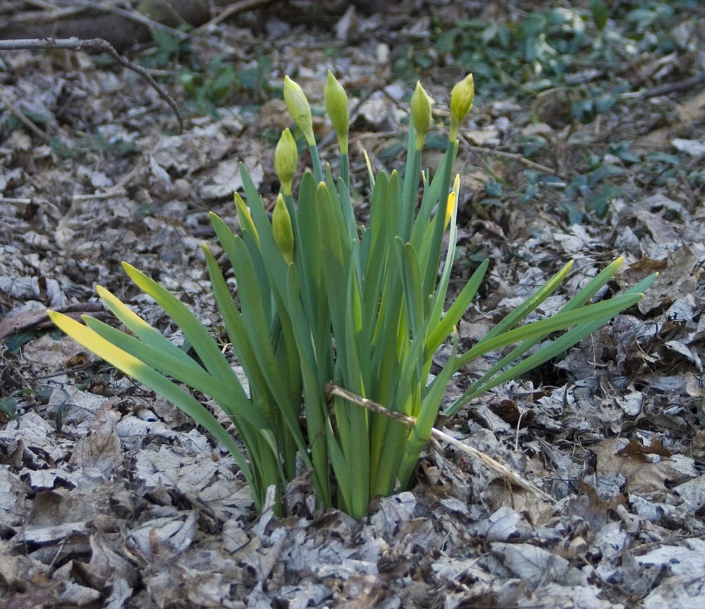daffodils in bud