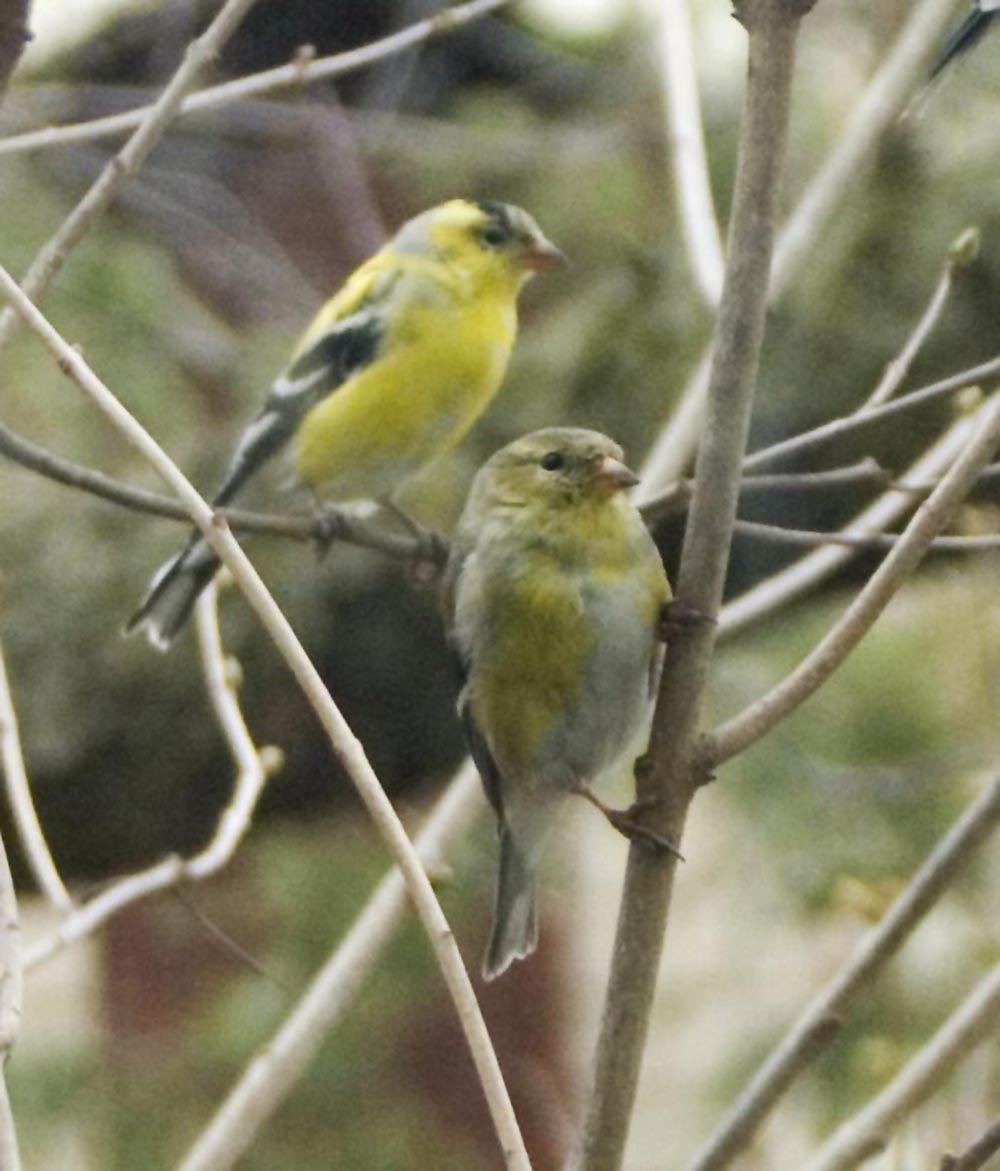 two american goldfinches