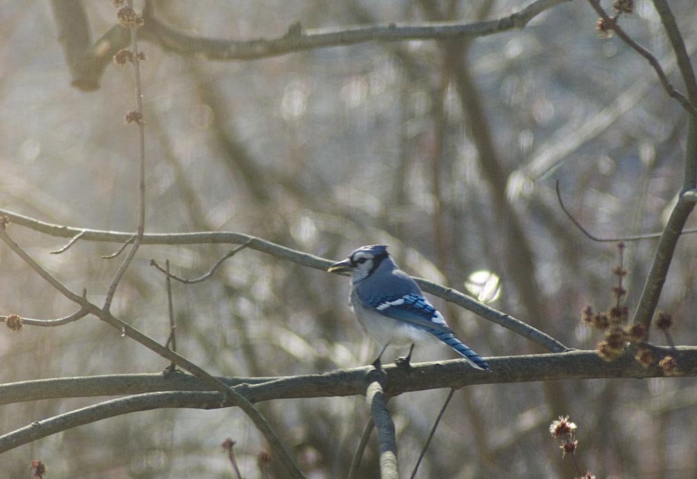blue jay on branch