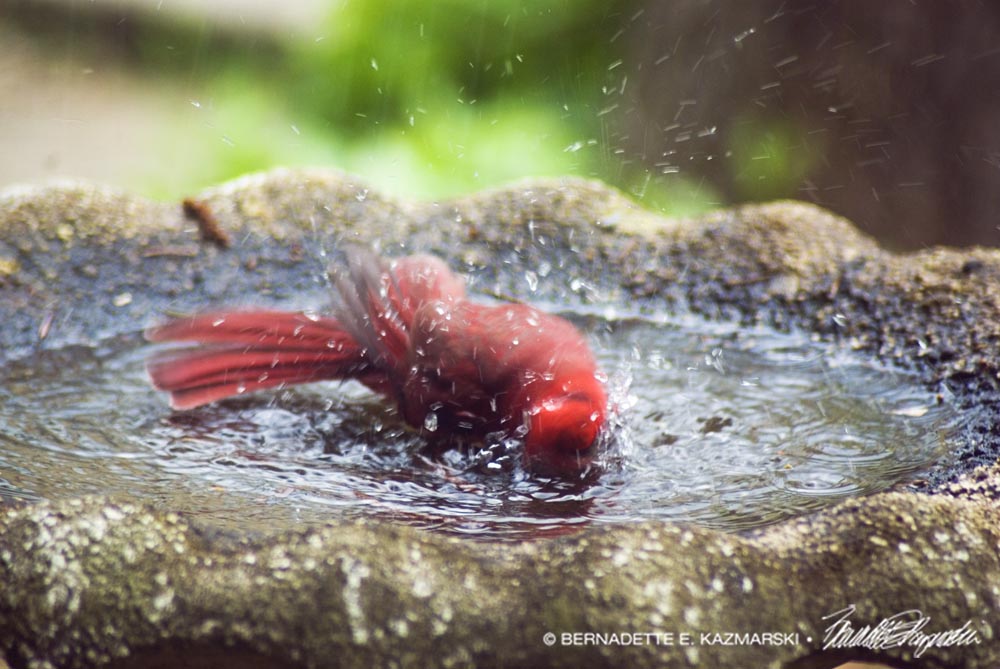 american cardinal in birdbath