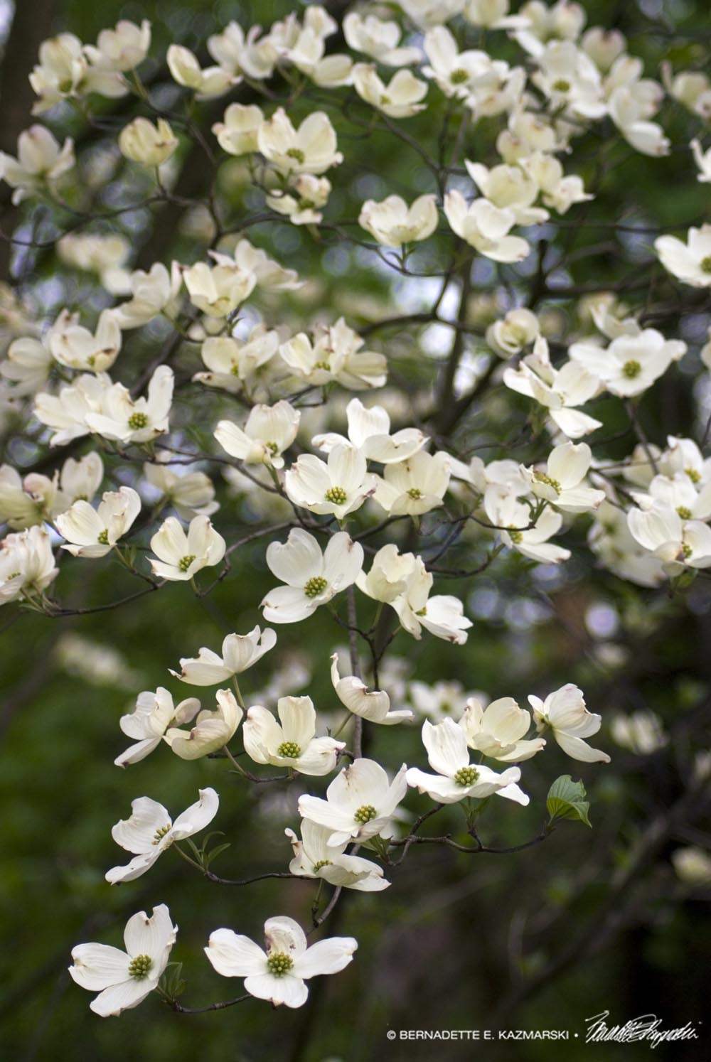 dogwood blossoms