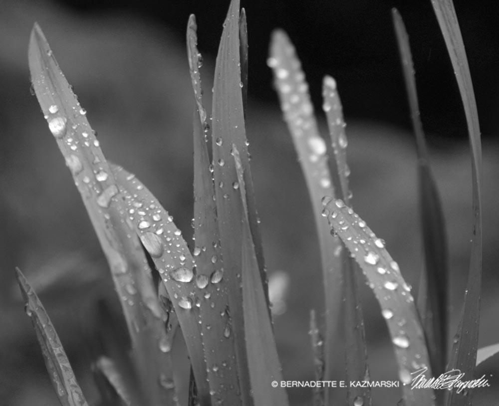 black and white raindrops on daffodil leaves