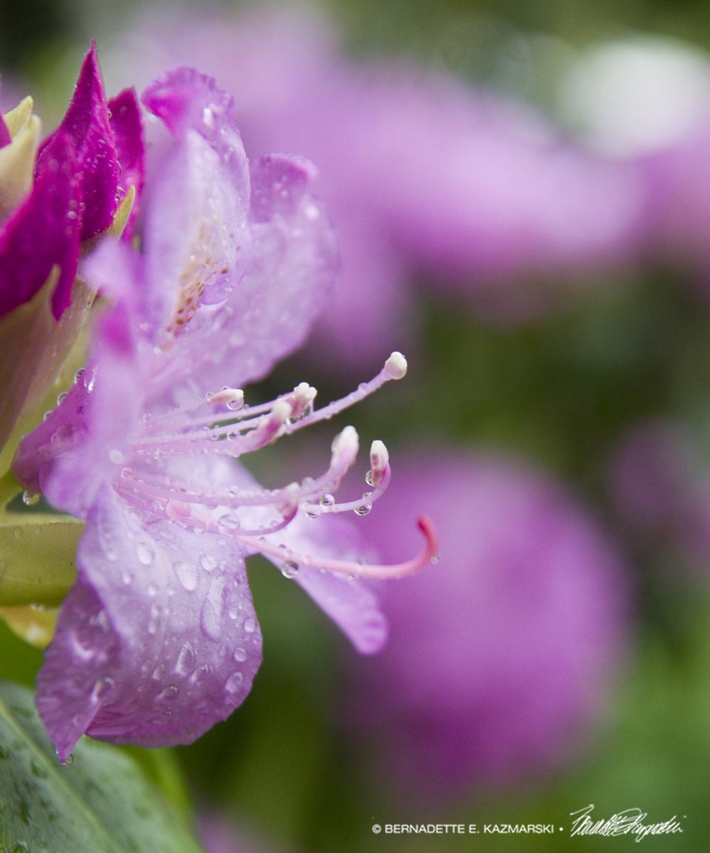 rhododendron flower with raindrops